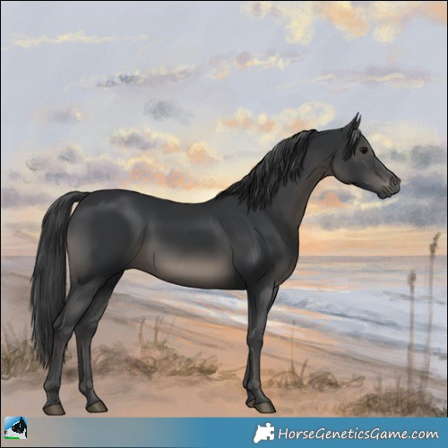 Horse Color:Black Rabicano 