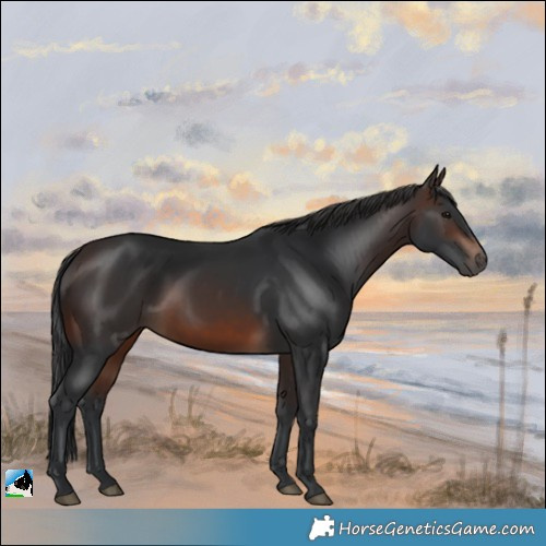 Horse Color:Brown Rabicano