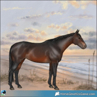 Horse Color:Brown Rabicano