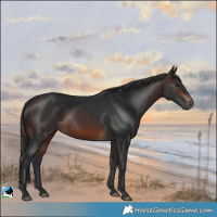 Horse Color:Brown Rabicano