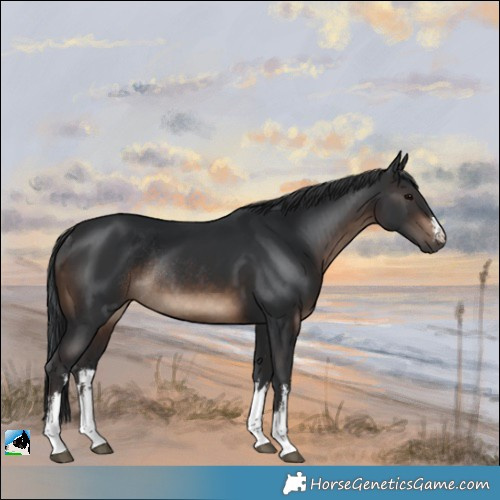 Horse Color:White Spotted Brown Rabicano