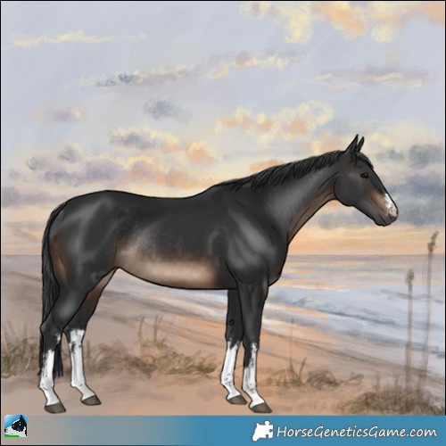 Horse Color:White Spotted Brown Rabicano 