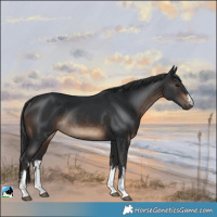 Horse Color:White Spotted Brown Rabicano
