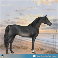 Horse Color:Black Rabicano 