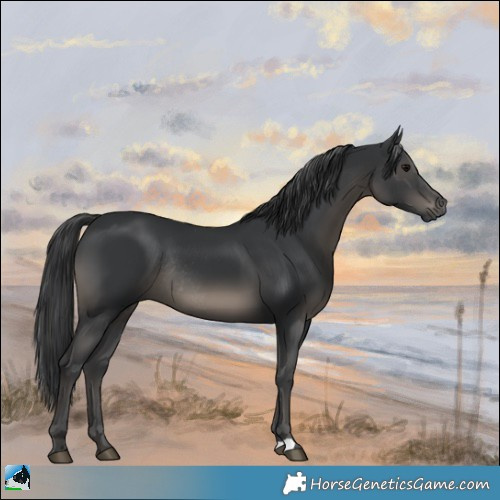 Horse Color:Black Rabicano