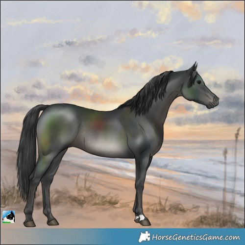 Horse Color:Black Rabicano 