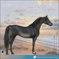 Horse Color:Black Rabicano
