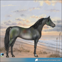 Horse Color:Black Rabicano