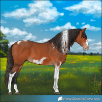 Horse Color:Bay Tobiano Frame 