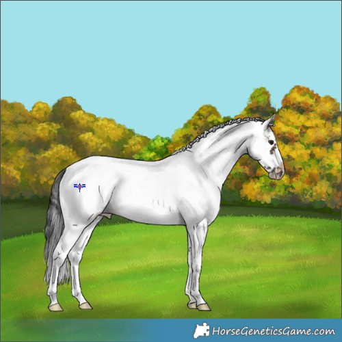 Horse Color:White Spotted Brown Frame 