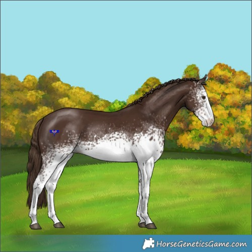 Horse Color:White Spotted Liver Chestnut 