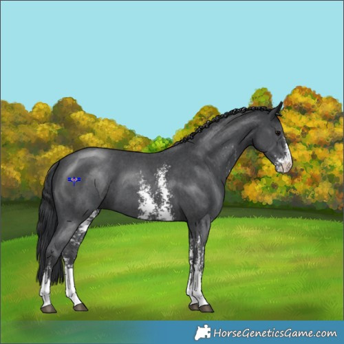 Horse Color:Black Sabino 