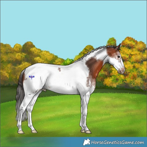 Horse Color:White Spotted Bay Tobiano Frame 