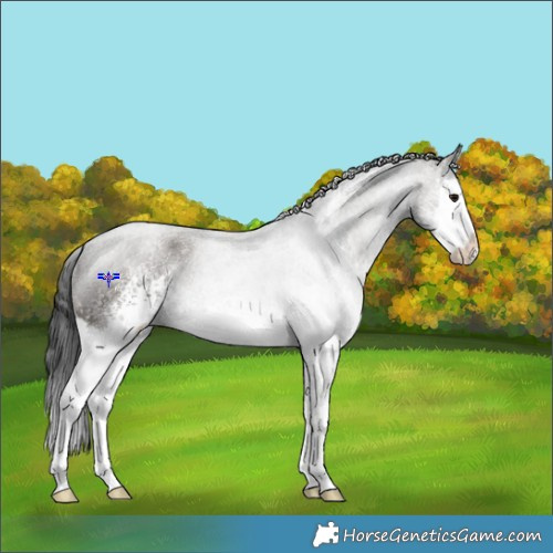 Horse Color:White Spotted Grullo Splash 