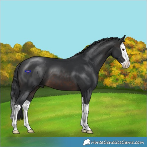 Horse Color:Brown Splash 