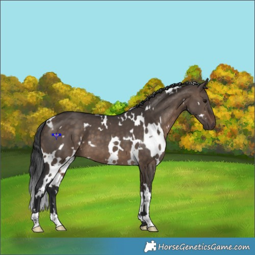 Horse Color:White Spotted Brown Dun 