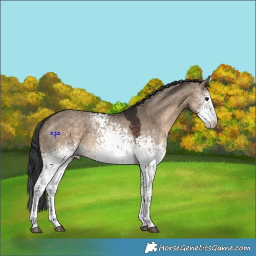Horse Color:White Spotted Brown Dun 