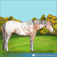 Horse Color:Bay Splash Tobiano Appaloosa  and Amber Champagne Splash Tobiano Appaloosa 
