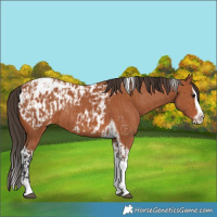 Horse Color:Bay Splash Tobiano Blanket and Bay Splash Tobiano Near Leopard