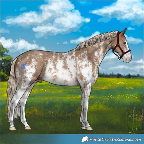 Horse Color:Chocolate Palomino Sabino 