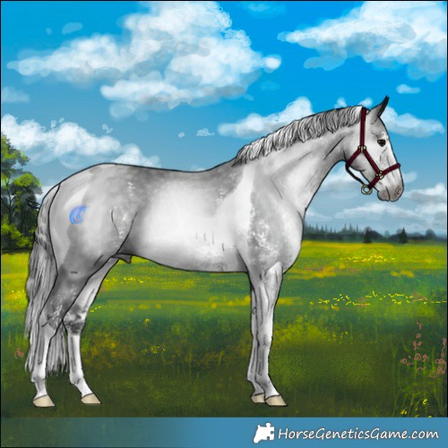 Horse Color:Gray Black Sabino Tobiano Rabicano 