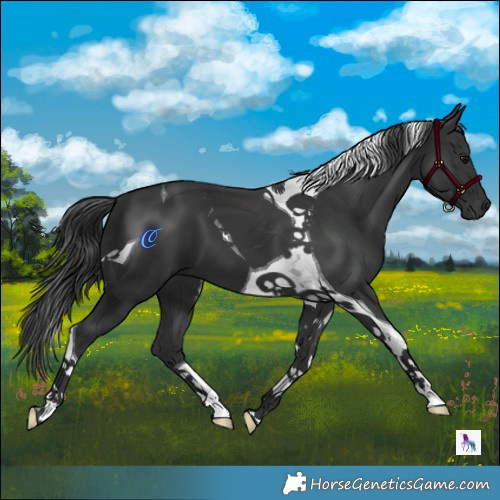 Horse Color:Black Tobiano 