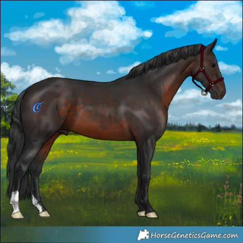 Horse Color:Brown 