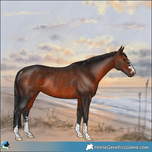 Horse Color:Brown Rabicano 