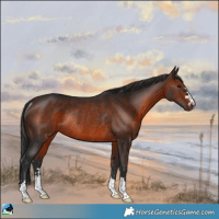 Horse Color:Brown Rabicano 