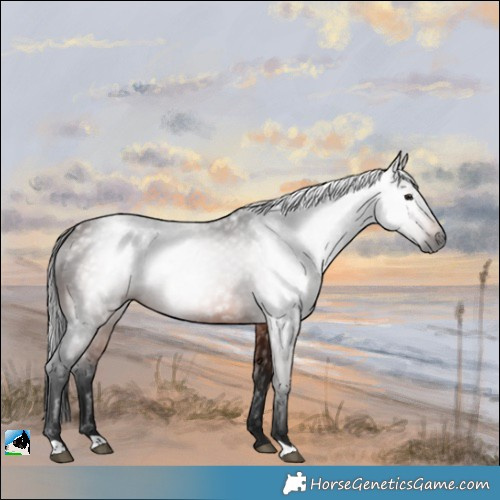 Horse Color:Gray Bay Rabicano 