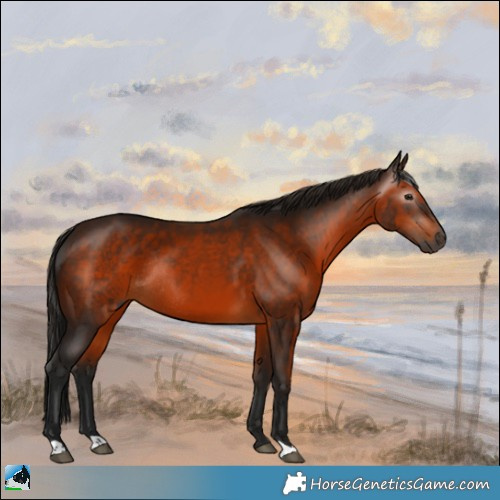 Horse Color:Gray Bay Rabicano