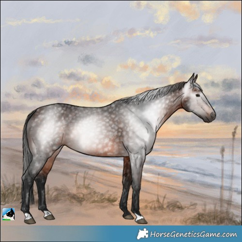 Horse Color:Gray Bay Rabicano 