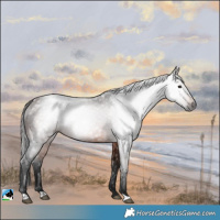 Horse Color:Gray Bay Rabicano 
