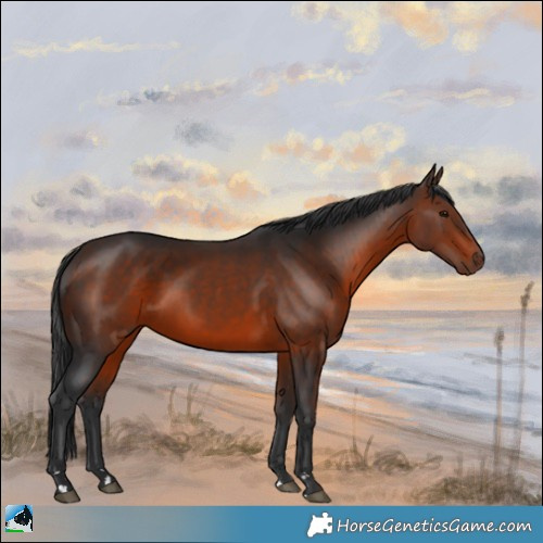 Horse Color:Brown Rabicano 