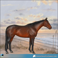 Horse Color:Brown Rabicano