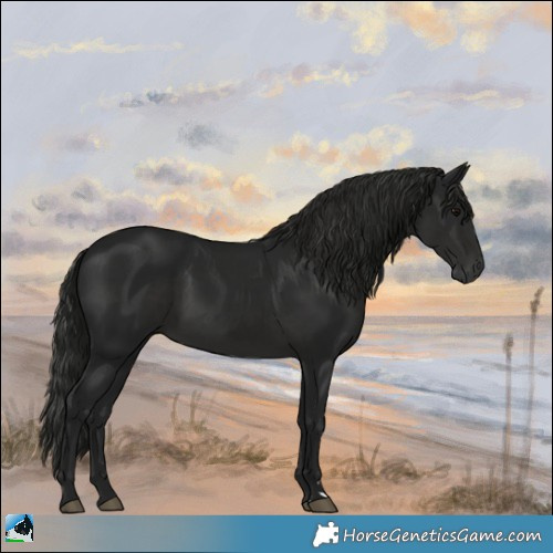 Horse Color:Gray Black Rabicano