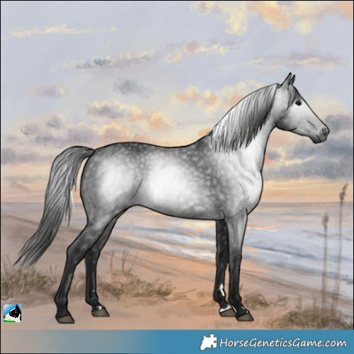 Horse Color:Gray Black Rabicano 