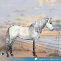 Horse Color:Gray Black Rabicano