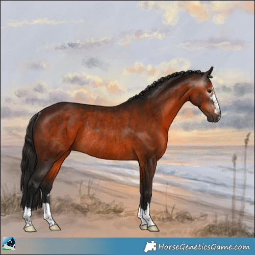 Horse Color:Gray Bay Rabicano