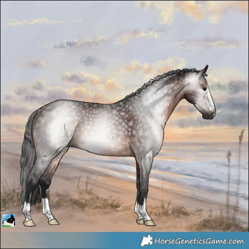 Horse Color:Gray Bay Rabicano 