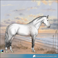 Horse Color:Gray Bay Rabicano