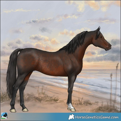 Horse Color:Gray Liver Chestnut Rabicano 
