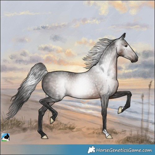 Horse Color:Gray Liver Chestnut Rabicano 