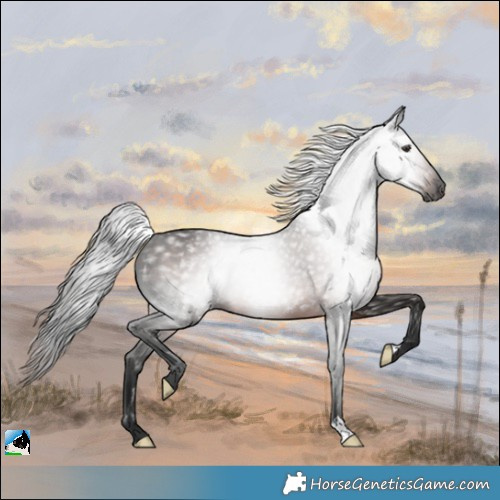 Horse Color:Gray Liver Chestnut Rabicano 