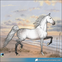 Horse Color:Gray Liver Chestnut Rabicano
