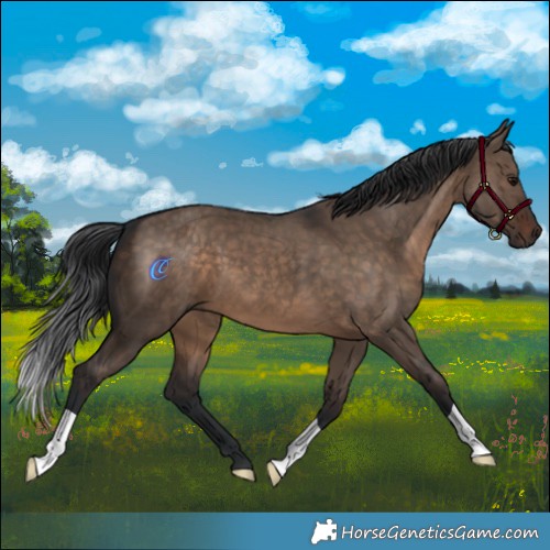 Horse Color:Brown Dun 