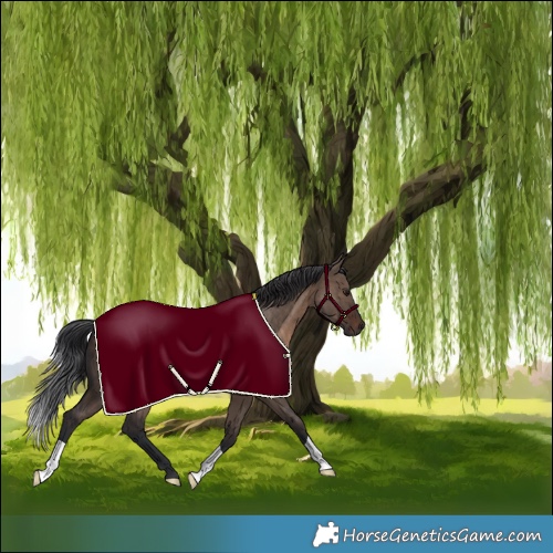 Horse Color:Brown Dun 
