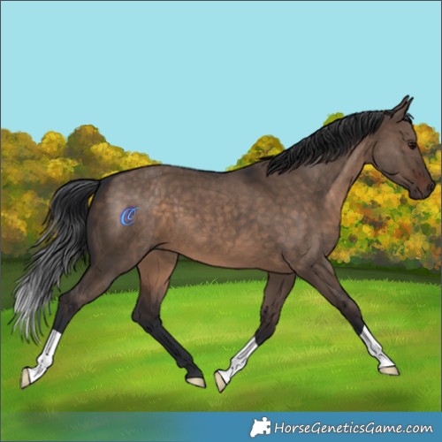 Horse Color:Brown Dun 