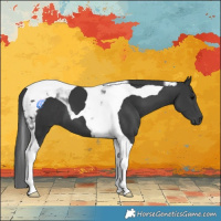 Horse Color:Black Tobiano 