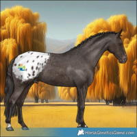 Horse Color:Liver Chestnut Sabino Appaloosa 
